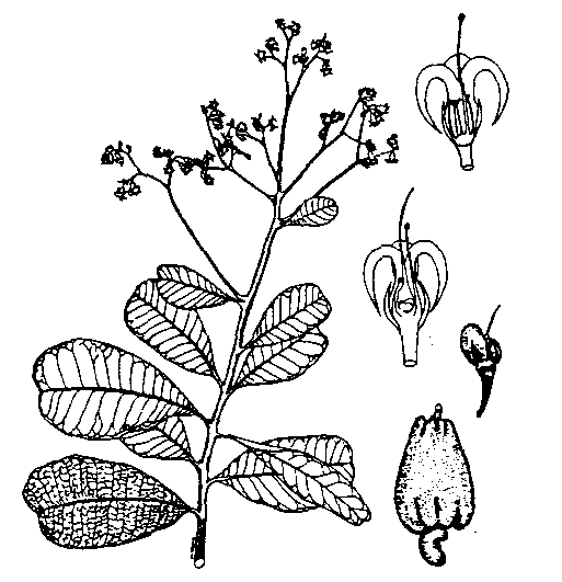Anarcardium occidentalis