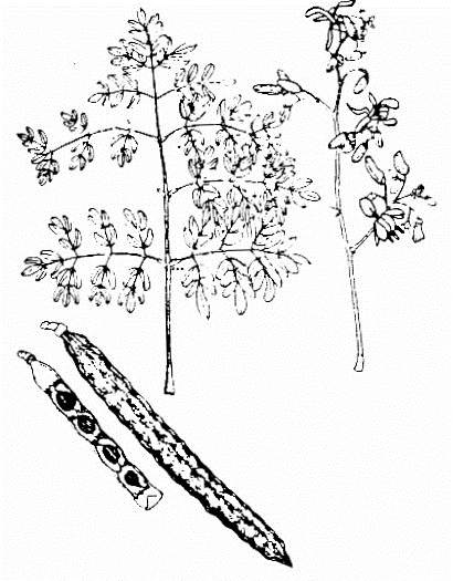 Moringa oleifera drawing